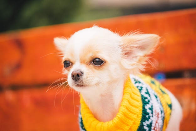 Cachorro chihuahua no banco. Animal de estimação doméstico bonito ao ar livre. Cachorro Chihuahua no parque com roupas.