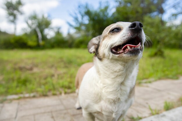 Foto cachorro chihuahua no parque em um dia ensolarado