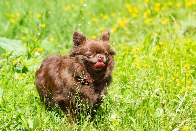 Cachorro chihuahua no parque na grama verde