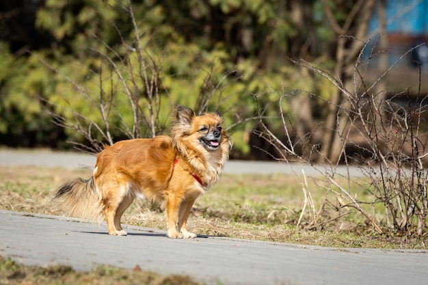 Cachorro chihuahua no parque