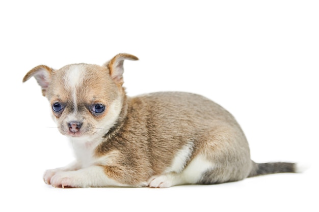 Cachorro de chihuahua con ojos azules