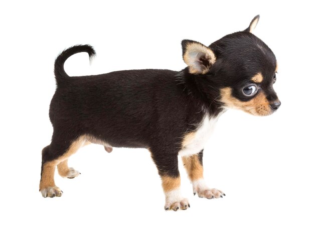 Cachorro chihuahua de pelo corto frente a un Fondo blanco