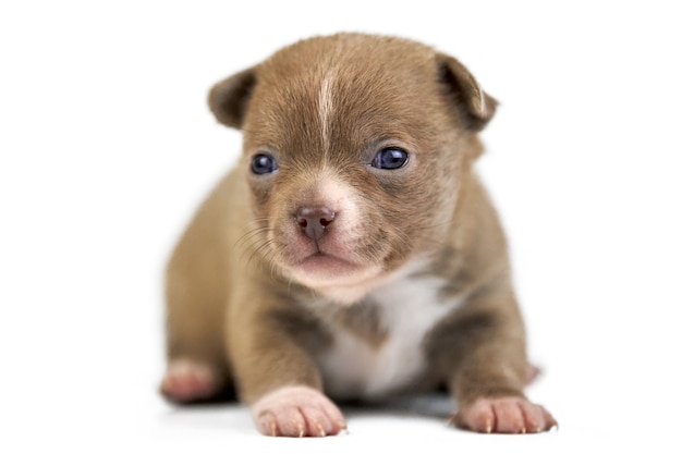 Cachorro de Chihuahua de pelo corto sobre fondo blanco aislado. Pequeña raza de perro marrón lindo.