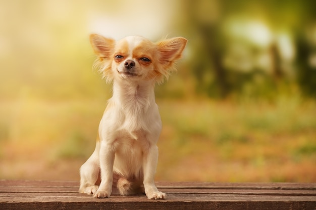 Cachorro Chihuahua de pelo largo blanco. Perro en la naturaleza.