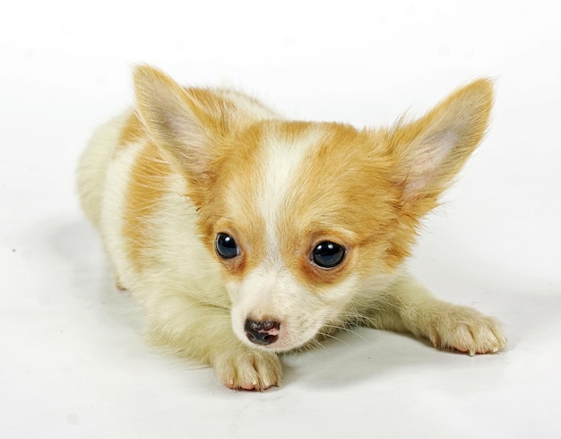 Cachorro chihuahua pequeño