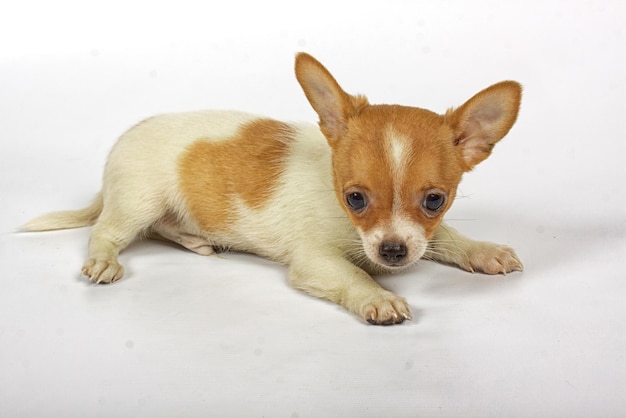 Cachorro chihuahua pequeño