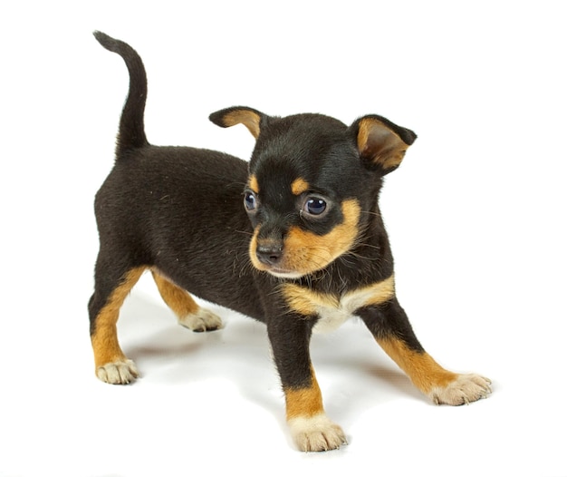 Cachorro chihuahua pequeño