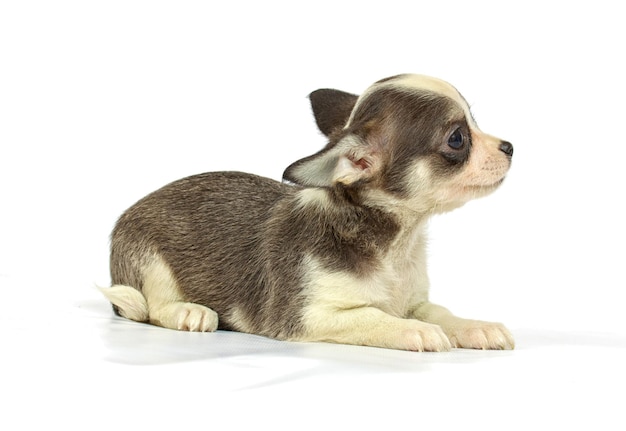 Cachorro chihuahua pequeño