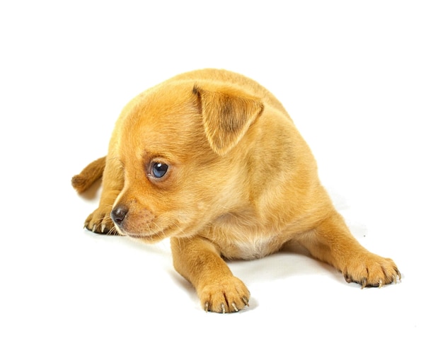 Cachorro chihuahua pequeño