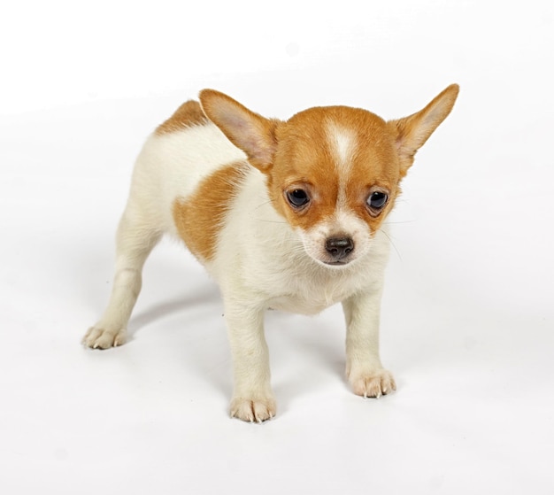 Cachorro chihuahua pequeño