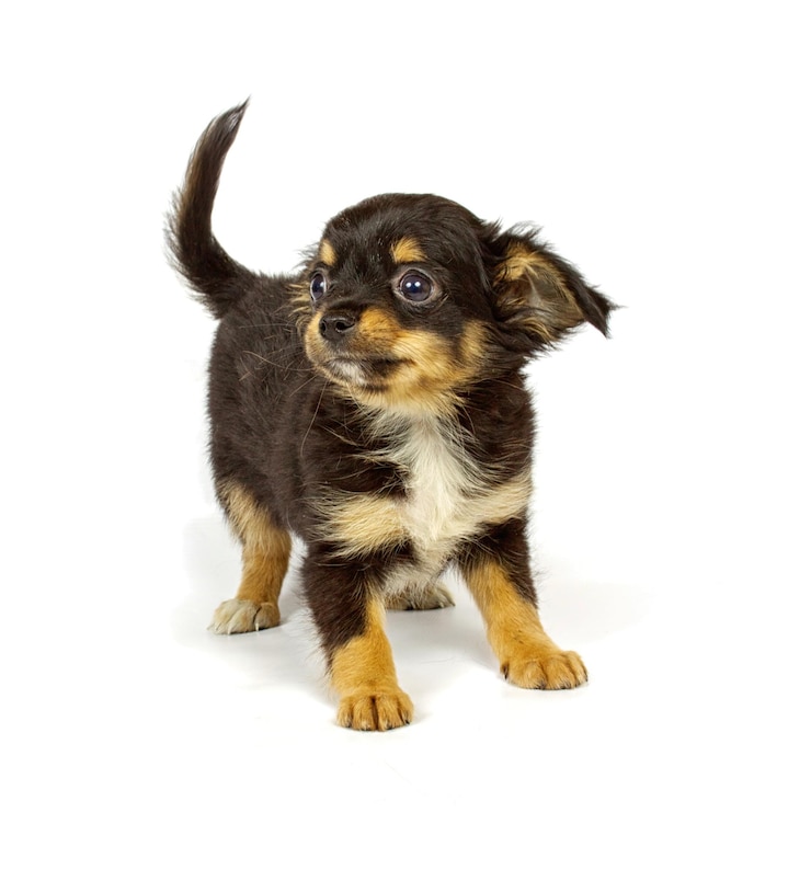 Foto cachorro chihuahua pequeño