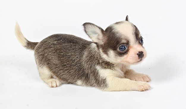 Cachorro chihuahua pequeño