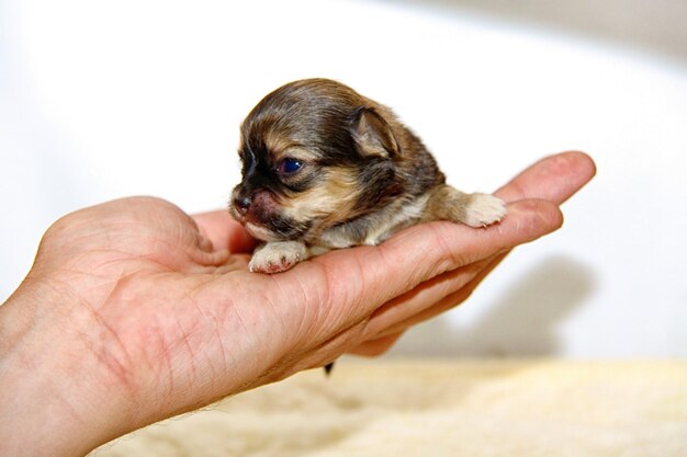 Cachorro chihuahua pequeño