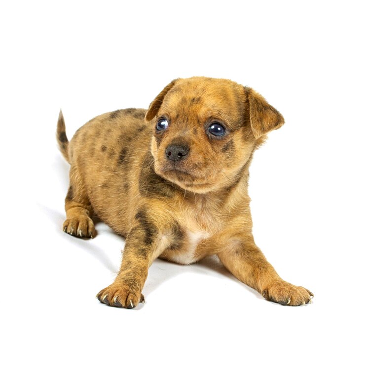 Foto cachorro chihuahua pequeño