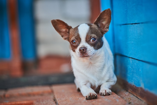 Cachorro de chihuahua, perrito cerca del porche de la casa. Pequeño perrito lindo en la hierba. Raza chihuahua de pelo corto.