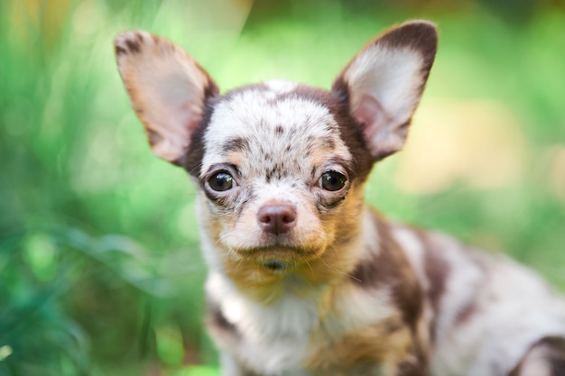 Cachorro de chihuahua, perrito en el jardín. Pequeño perrito lindo en la hierba. Raza chihuahua de pelo corto.