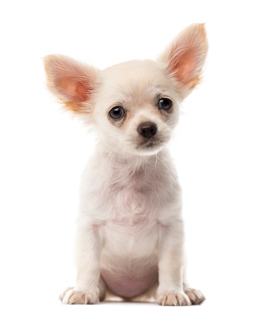 Cachorro chihuahua sentado em frente a uma parede branca