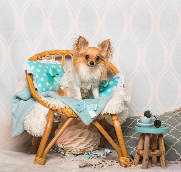 Foto cachorro chihuahua sentado em uma cadeira em estúdio, retrato