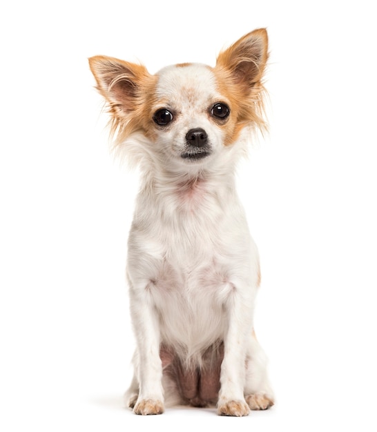 Cachorro Chihuahua, sentado, isolado no branco