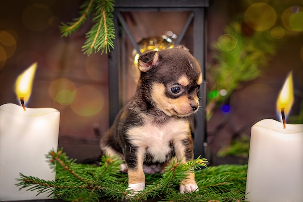 Cachorro de Chihuahua se sienta en ramitas de abeto de Navidad, se encienden dos velas blancas.