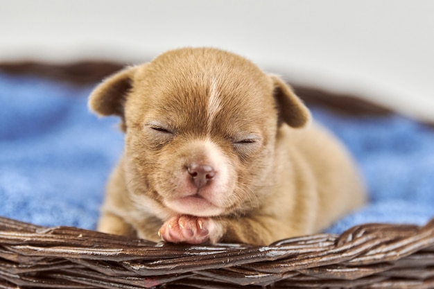 Cachorro de Chihuahua soñoliento en canasta. Pequeña raza de perro marrón blanco lindo. Hermosos ojos de cachorro.