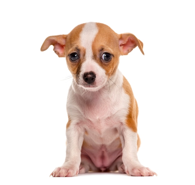 Cachorro Chihuahua triste sentado frente a una pared blanca
