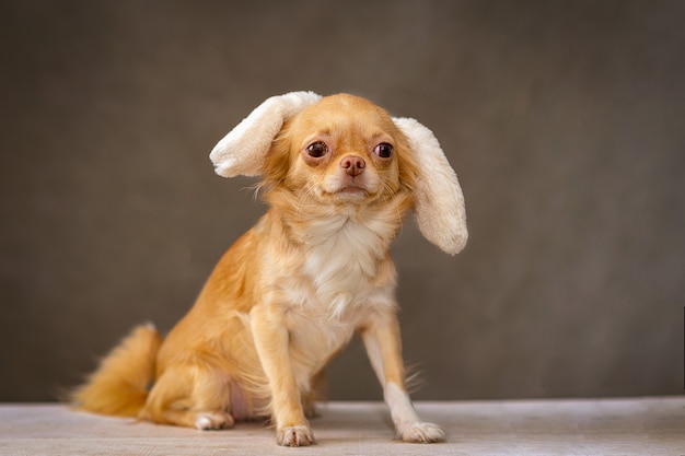 Cachorro chihuahua vermelho sentado, na cabeça é um ornamento, orelhas de coelho.