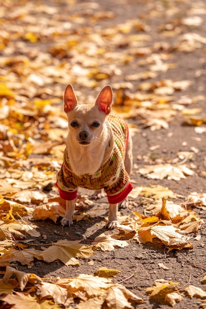 Cachorro chihuahua vestido em passeio no parque no outono