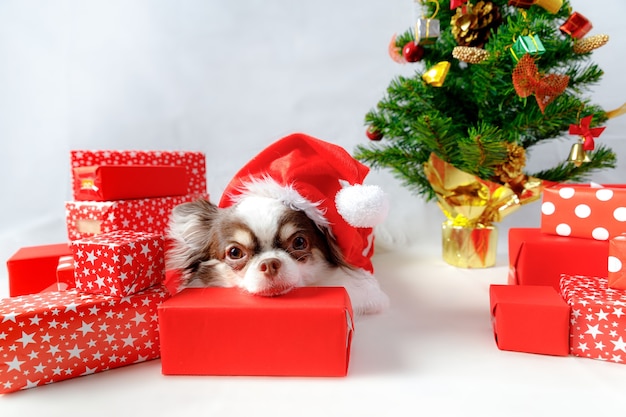 Cachorro chihuahua vestindo uma fantasia de Papai Noel vermelho com caixas de presente