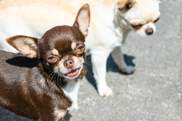 Cachorro chihuahua