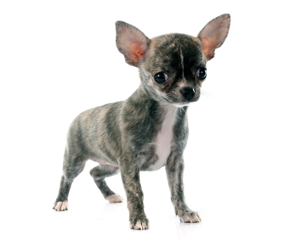 cachorro chihuahua