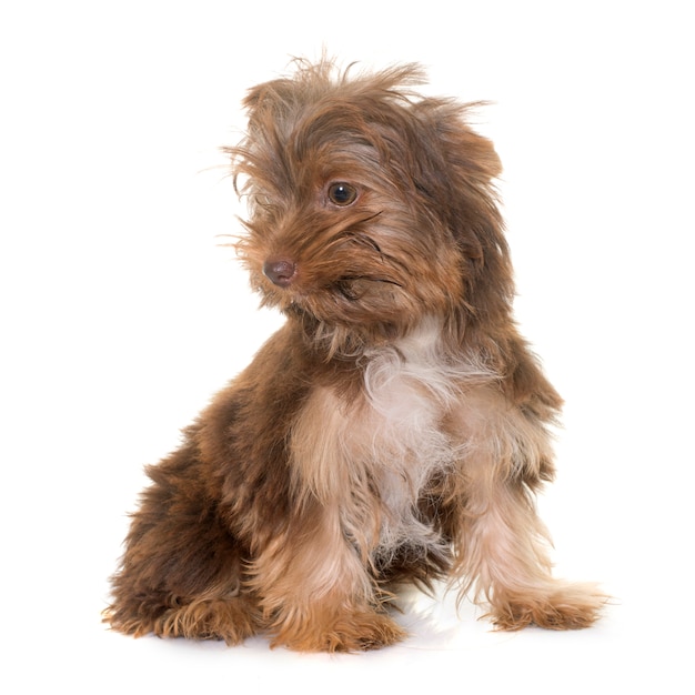 cachorro de chocolate yorkshire terrier