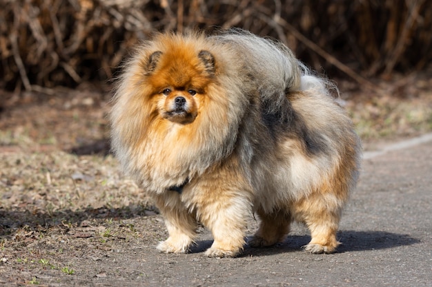 Cachorro Chow Chow