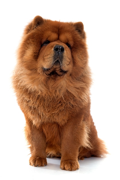 Cachorro chow chow