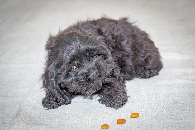 El cachorro de Cocker Spaniel americano negro come comida seca para perros.