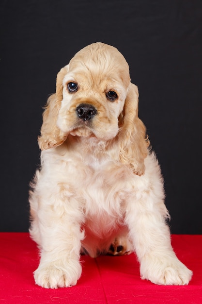 Foto cachorro cocker spaniel americano sentado na mesa vermelha