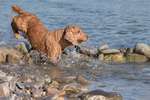 Cachorro cocker spaniel brincando na água