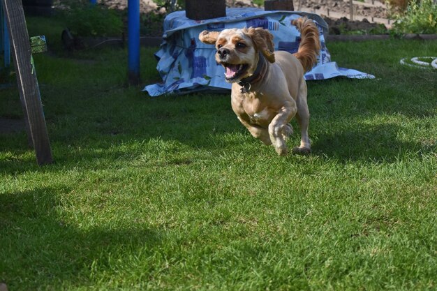 Cachorro cocker spaniel brincando no jardim