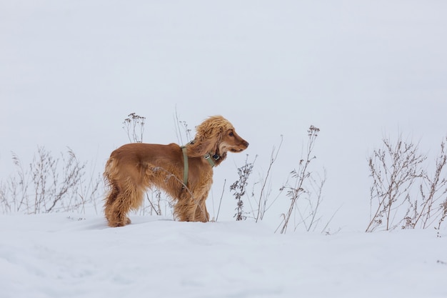 Cachorro cocker spaniel britânico dourado parado na neve