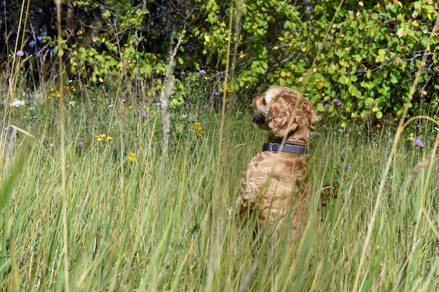 Cachorro Cocker Spaniel Caminha no campo