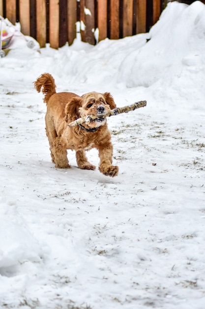 Cachorro Cocker Spaniel em Winter Park