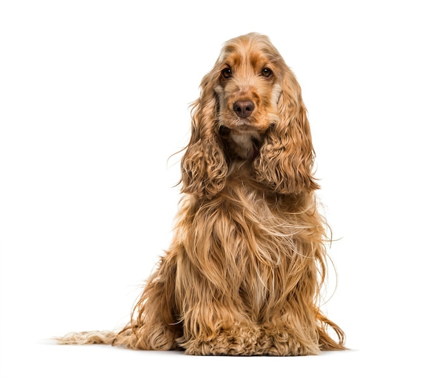 Cachorro Cocker Spaniel Inglês, 2 anos, sentado em um fundo branco