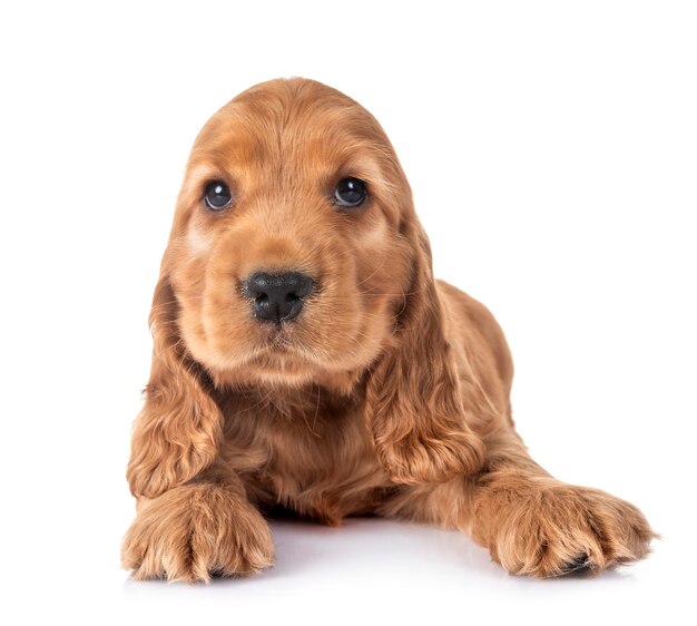 Cachorro cocker spaniel isolado