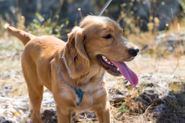 Un cachorro de cocker spaniel pelirrojo se encuentra en la parte superior con la lengua fuera y mira a su alrededor