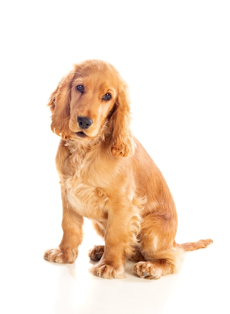 Cachorro cocker spaniel pequeno com um lindo cabelo loiro isolado