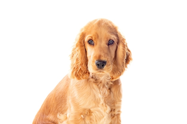 Cachorro cocker spaniel pequeno com um lindo cabelo loiro isolado