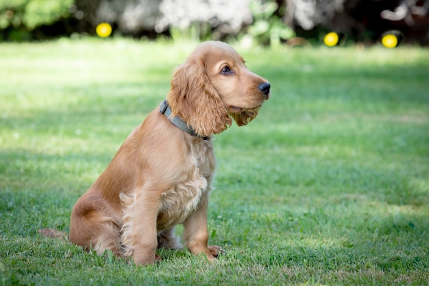 Cachorro cocker spaniel pequeno com um lindo cabelo loiro na grama verde