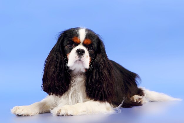 Cachorro Cocker Spaniel