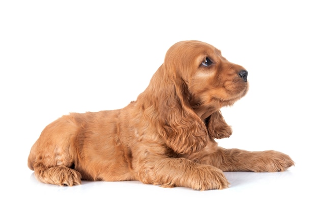 Cachorro cocker spaniel