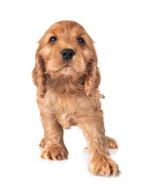 cachorro cocker spaniel